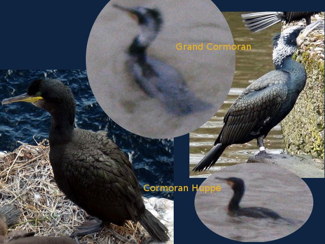 4 cormorans